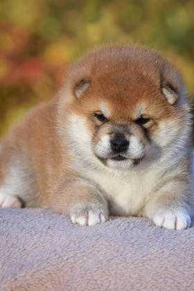 VATASHI NO OMAMORI МАЛЬЧИК 1