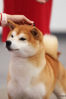 Сиба
