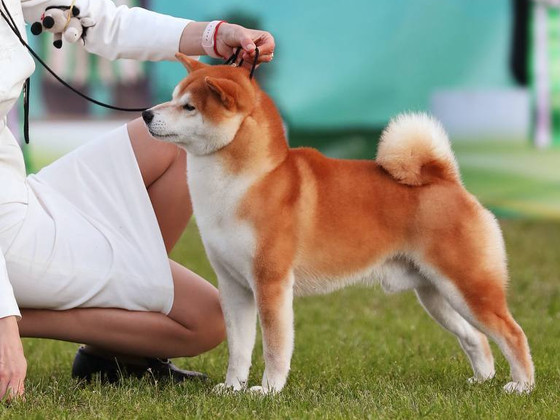 Сиба
