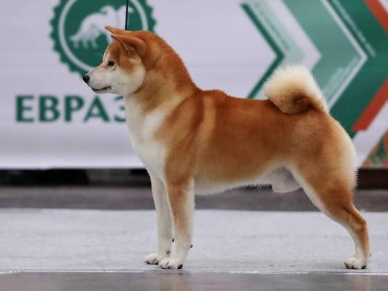 Сиба