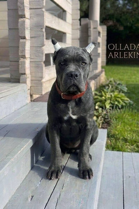 OLLADA ARLEKIN FORZA